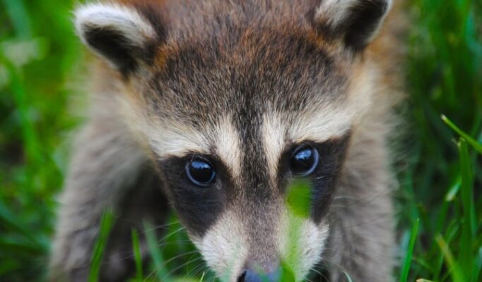 nature-animal-cute-wildlife-wild-mammal-102130-pxhere.com