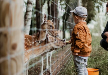 Børn elsker mini-zoos