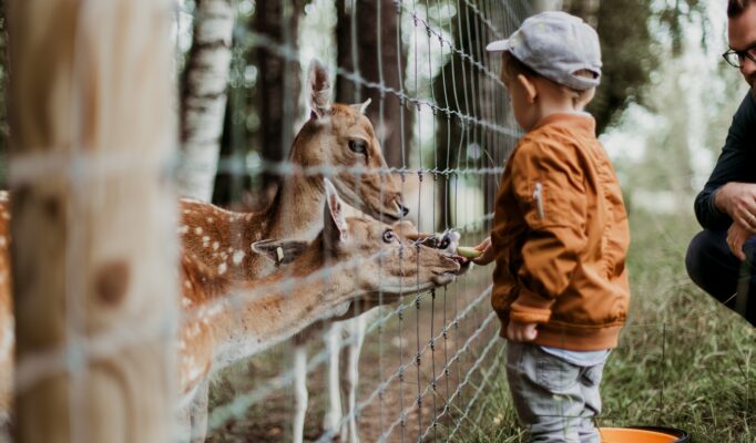 Børn elsker mini-zoos